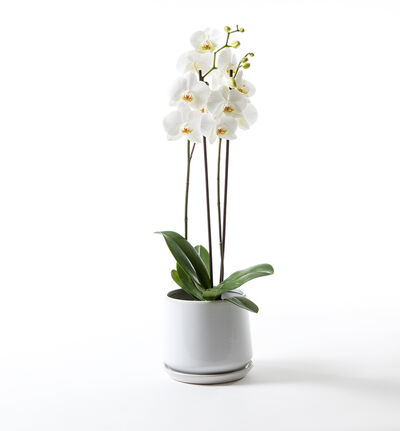 Hvit orkidé i hvit Eternity potte